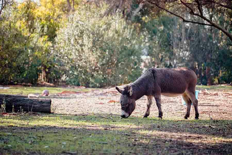 burro animal comiendo pasto